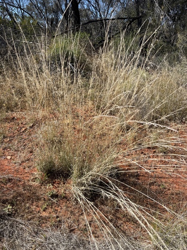 feathertop wiregrass