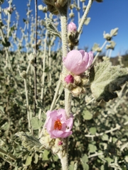 Malacothamnus arcuatus