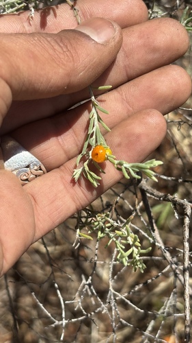 ruby saltbush