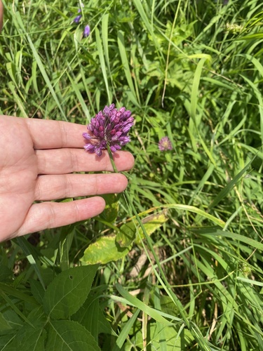 Allium rotundum, photograph 4