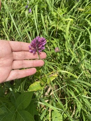 Allium rotundum, photograph (c) Наталья Пикалова, some rights reserved (CC BY)