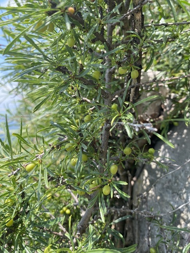 Rhamnus erythroxyloides