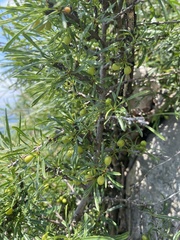 Rhamnus erythroxyloides