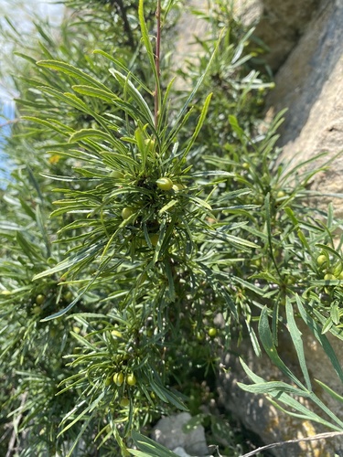 Rhamnus erythroxyloides, photograph 2