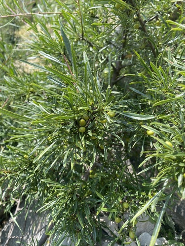 Rhamnus erythroxyloides, photograph 3