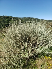Malacothamnus arcuatus