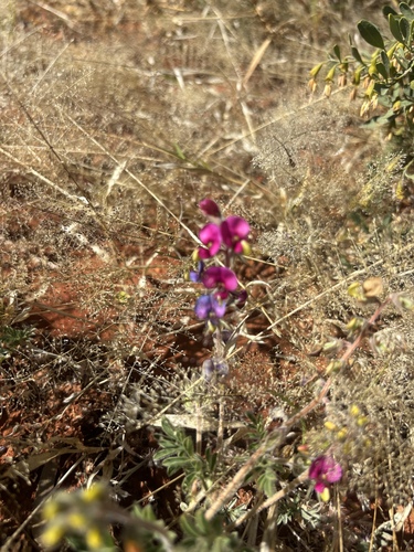 Hoary Darling Pea