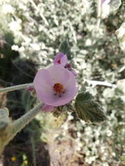 Malacothamnus arcuatus