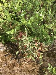 Rose rosette emaravirus