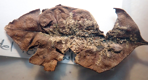 Cololejeunea laevigata
