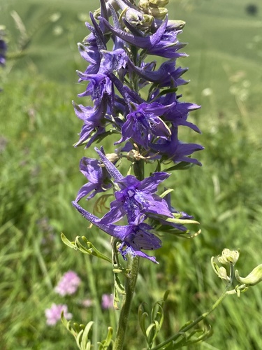 Delphinium schmalhausenii, photograph 6