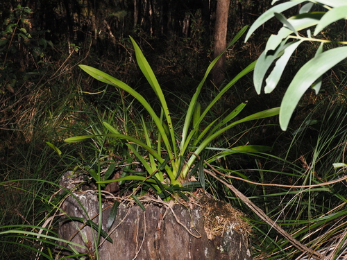 Cymbidium madidum, photograph 6