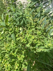 Euphorbia iberica, photograph (c) Наталья Пикалова, some rights reserved (CC BY)