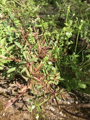 Rose rosette emaravirus