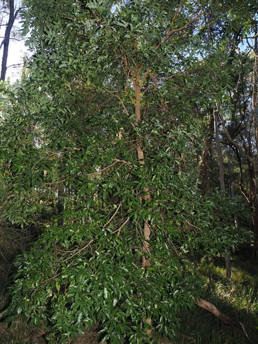 Cryptocarya microneura, photograph 5