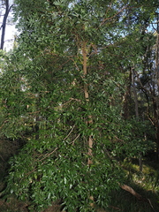 Cryptocarya microneura, photograph (c) Lucas Christofides, some rights reserved (CC BY)