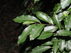 Cryptocarya microneura
