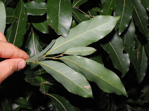 Cryptocarya microneura, photograph 1