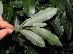 Cryptocarya microneura, photograph (c) Lucas Christofides, some rights reserved (CC BY)