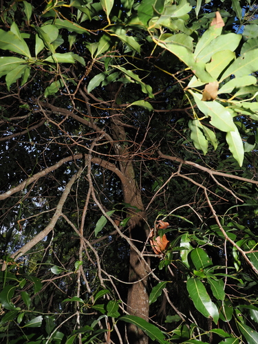 Cryptocarya microneura, photograph 3