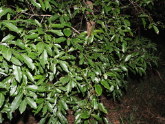 Cryptocarya microneura, photograph (c) Lucas Christofides, some rights reserved (CC BY)