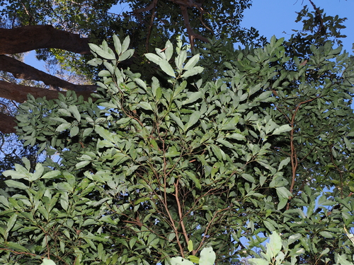 Cryptocarya microneura, photograph 4