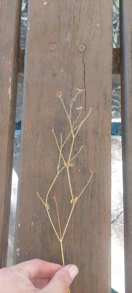 Trachymene glandulosa