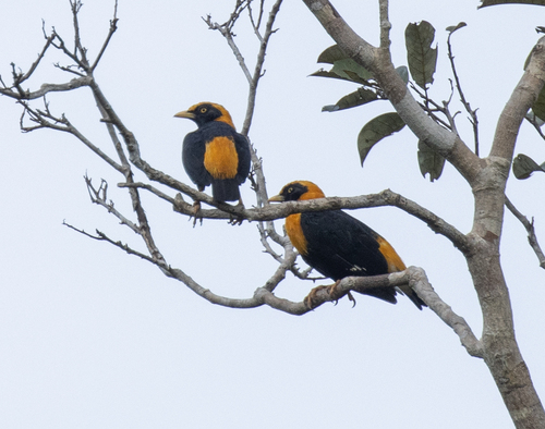 Golden Myna (Mino anais), photo 1