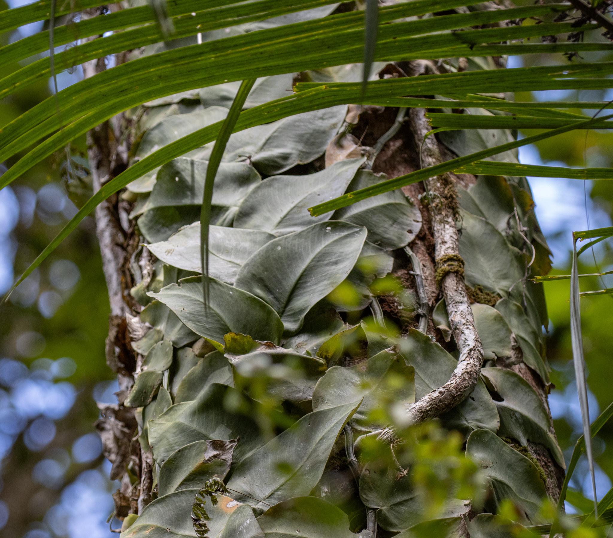 Rhaphidophora pachyphylla