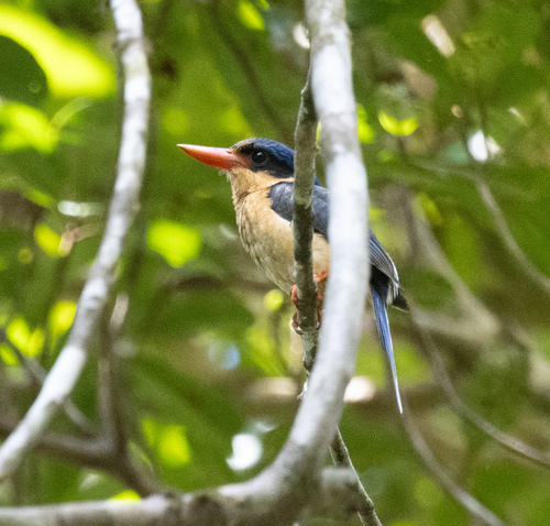 Buff-breasted Paradise Kingfisher (Tanysiptera sylvia), photo 3