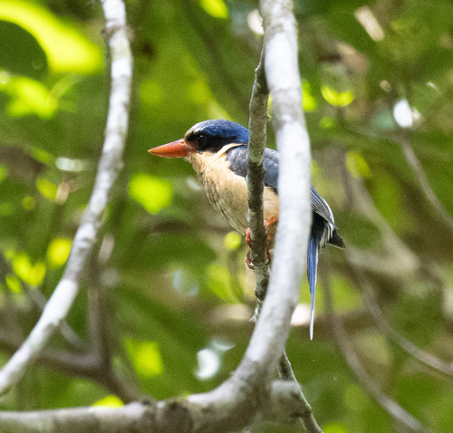Buff-breasted Paradise Kingfisher (Tanysiptera sylvia), photo 4