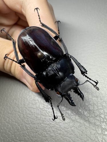 Neolucanus baladeva