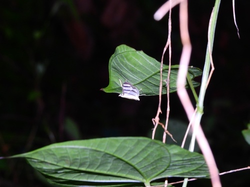 Zebra Pyrale