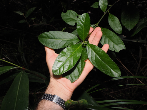 Claoxylon australe, photograph 5