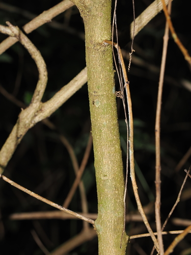 Claoxylon australe, photograph 6