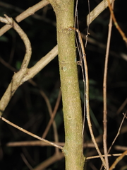 Claoxylon australe, photograph (c) Lucas Christofides, some rights reserved (CC BY)