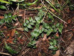 Tripladenia cunninghamii, photograph (c) Lucas Christofides, some rights reserved (CC BY)
