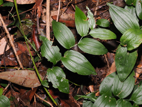 Tripladenia cunninghamii