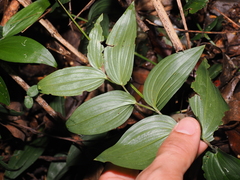 Tripladenia cunninghamii, photograph (c) Lucas Christofides, some rights reserved (CC BY)