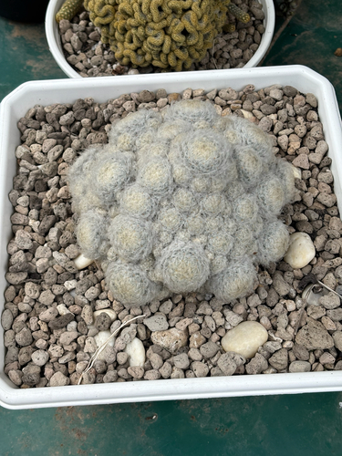 Feather Cactus