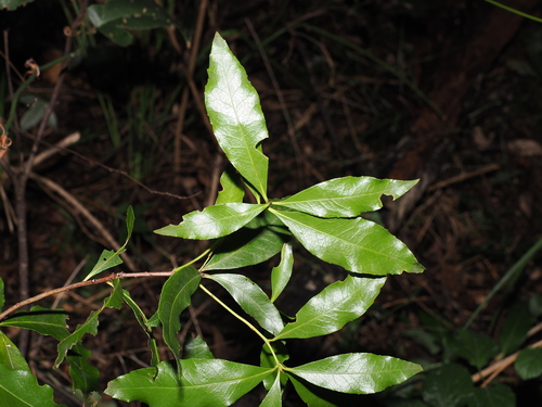 Denhamia celastroides, photograph 1