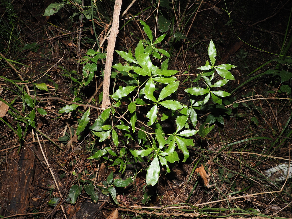Denhamia celastroides; photograph (c) Lucas Christofides, some rights reserved (CC BY)