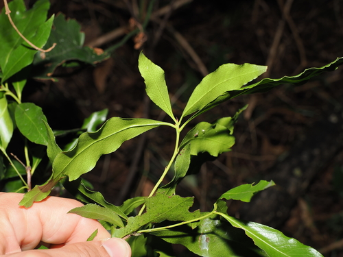 Denhamia celastroides, photograph 3