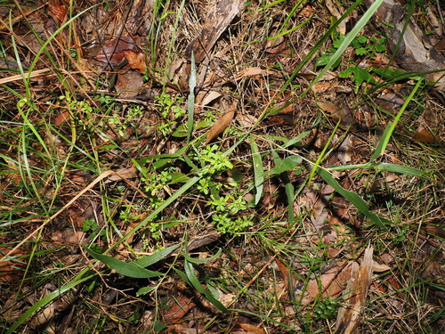 Hibbertia aspera, photograph 5