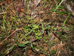(c) Lucas Christofides, some rights reserved (CC BY) Hibbertia aspera, photograph (c) Lucas Christofides, some rights reserved (CC BY)