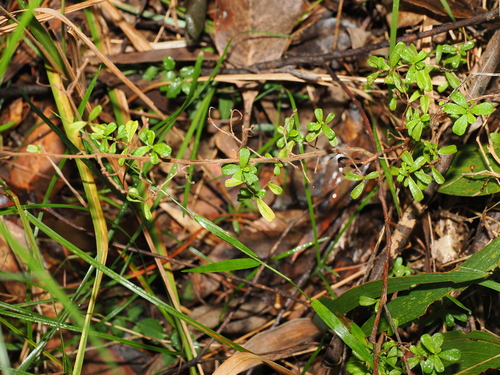 Hibbertia aspera, photograph 4