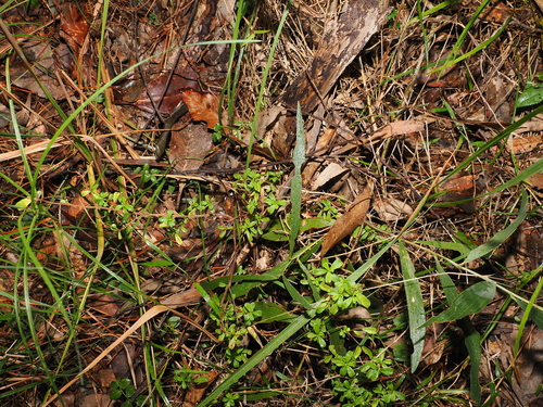 Hibbertia aspera, photograph 6