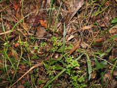 Hibbertia aspera, photograph (c) Lucas Christofides, some rights reserved (CC BY)