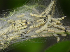 Yponomeuta mahalebella
