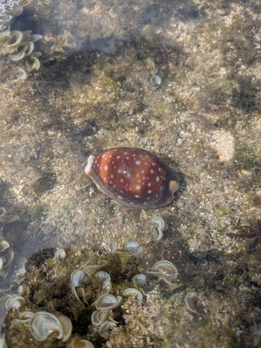 Cypraea vitellus, 2026-07-30